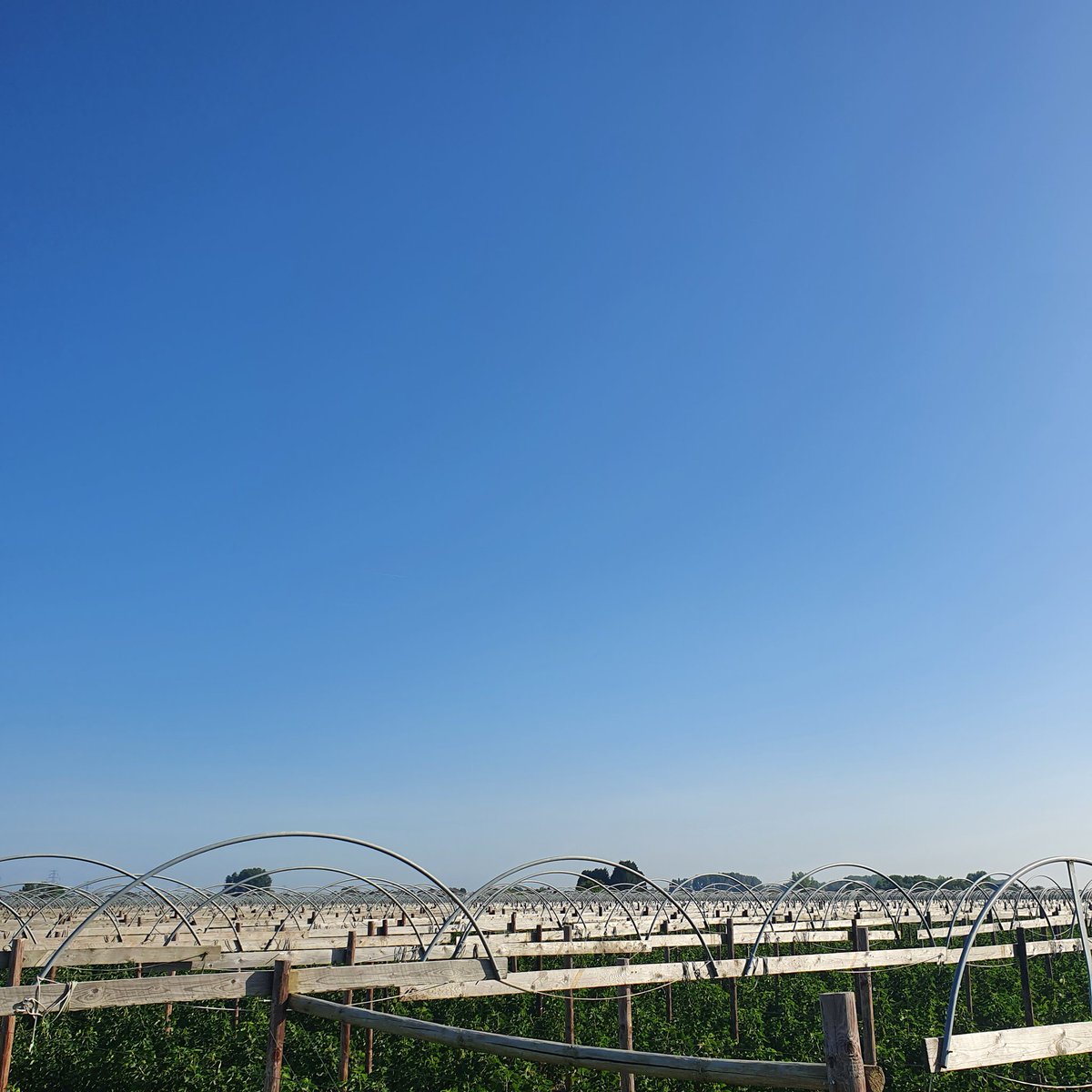 Begin gemaakt overkappen nieuwe locatie. #hollandsfruit #desikkert #trotsopdeteler #rodebessen