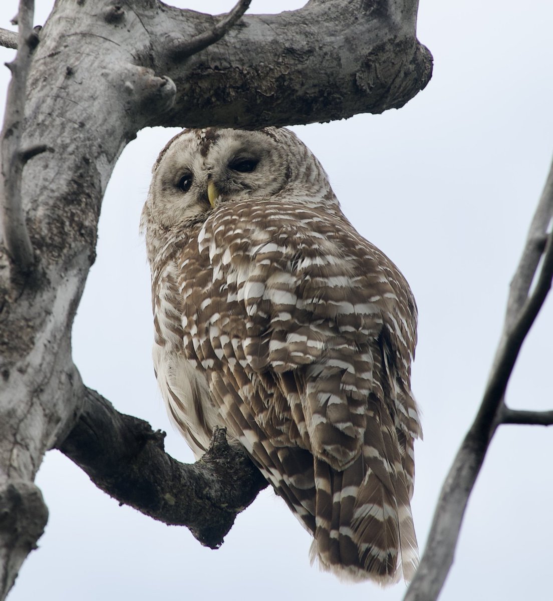 My coffee companion this morning. Last year I had a single young Barred Owl living in an old tree. This year there are two.