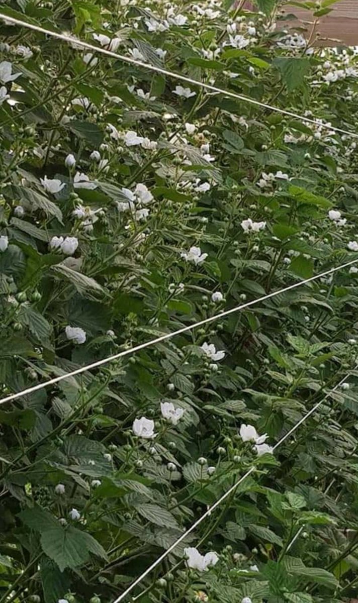 desikkert's tweet photo. Alles groeid goed. 
Foto 1 vroege bramen. Foto 2 groeikrachtig perceel rode bessen. Foto 3 late bramen. Moet de bloei nog komen. #hollandsfruit #desikkert #trotsopdeteler #opijnen #zachtfruit https://t.co/lj1RxbyRq2