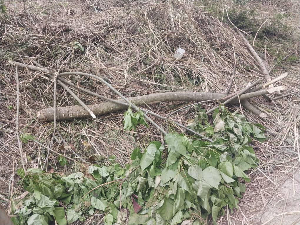 ElviFernandez16's tweet photo. Así se reforesta en #elhatilloposible Estos arbolitos de araguaney y apamate los sembramos en una jornada en 2016, tardaron 7 años en crecer 1 metro y algo y hoy los cortan sin piedad. Bravo @ElHatillo siempre tan acertados @ong_ltsc @NotiHatillano @hatillanosve https://t.co/CIniJlnPkT