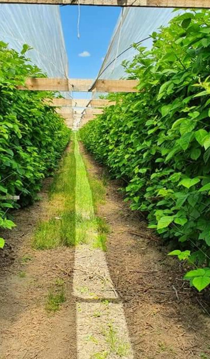 Alles groeid goed. 
Foto 1 vroege bramen. Foto 2 groeikrachtig perceel rode bessen. Foto 3 late bramen. Moet de bloei nog komen. #hollandsfruit #desikkert #trotsopdeteler #opijnen #zachtfruit