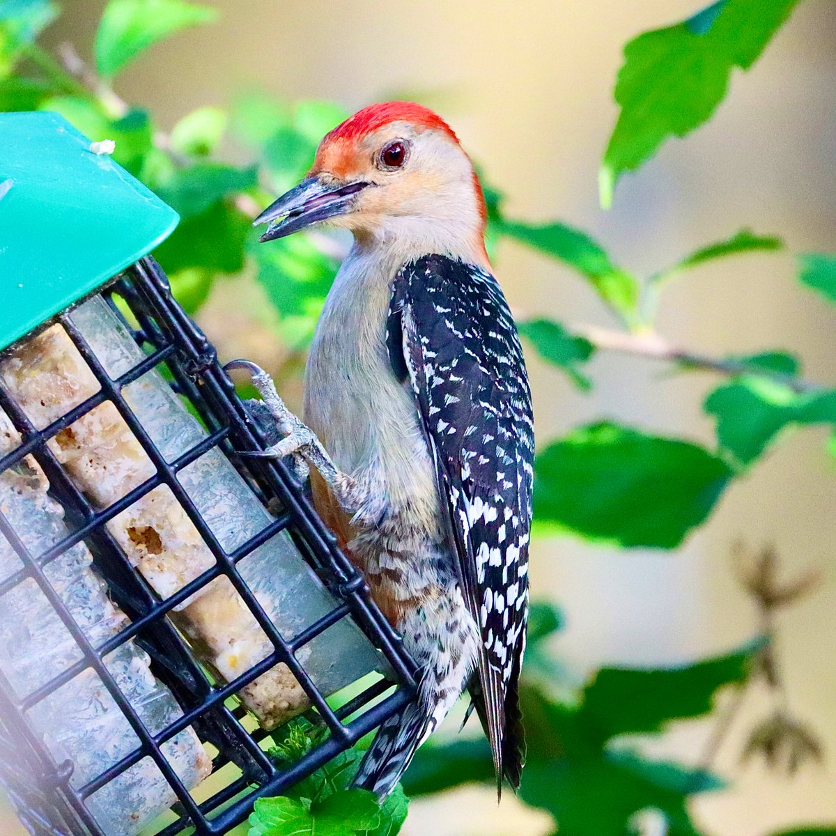 Have a Magical day friends ☕️☀️
 #MaleRedBelliedWoodpecker