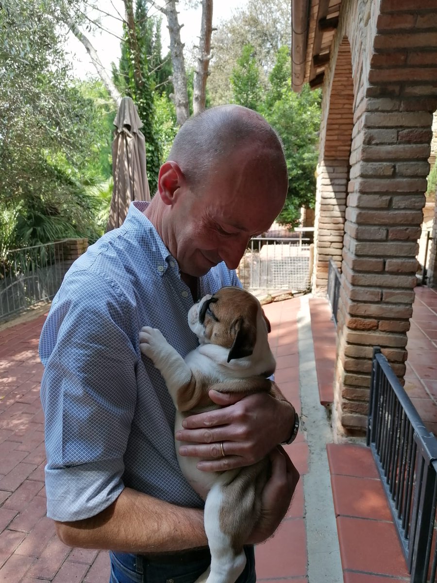 Dakota the Bulldog tweet media