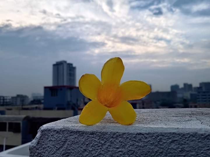 mdmohiuddin67's tweet photo. Today weather 😍
#Today #Weather #FlowersForBuild #FLOWER #photography #flowerphotography #NaturePhotography #nature #Bangladesh https://t.co/mqDCwJfEKL