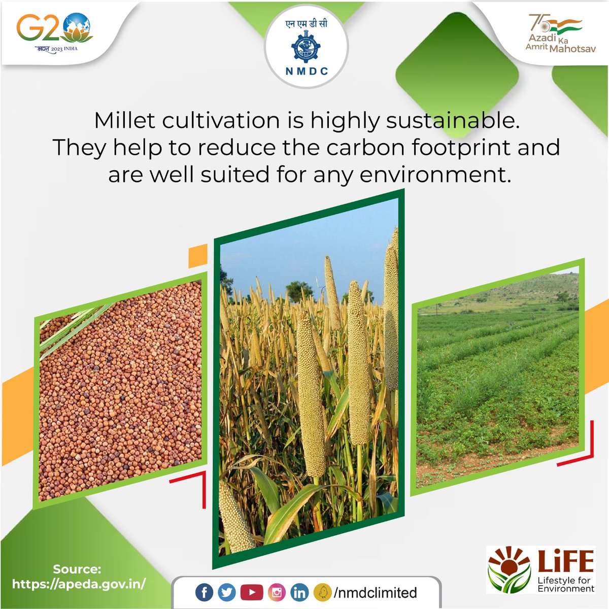 Being a C4 group of cereals, millets convert more carbon dioxide to oxygen, contributing in mitigating climate change. It helps them in climate adaptation.

#NMDC #Milletfacts #MilletsofIndia #InternationalYearOfMillets