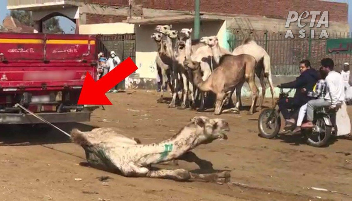 Camels were hit, tied, & dragged for tourist rides in Egypt 😢 

Here’s how to avoid contributing to this abuse on your vacation 👇 peta.vg/3nuq