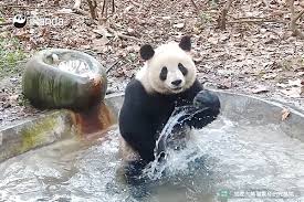 PandaMania_NFT's tweet image. Happy Saturday #PandaFam 🐼💫 enjoy your weekend 🤍 Unlock your potential. Embrace the journey. 

🐼🌞 Summer with #GiantPandas : Fun Fact! 🌿🎋

🐼🐾 DYK that Pandas have a unique way of keeping cool during scorching summer days. They often dip their paws into cool water and…