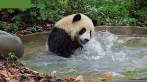 PandaMania_NFT's tweet image. Happy Saturday #PandaFam 🐼💫 enjoy your weekend 🤍 Unlock your potential. Embrace the journey. 

🐼🌞 Summer with #GiantPandas : Fun Fact! 🌿🎋

🐼🐾 DYK that Pandas have a unique way of keeping cool during scorching summer days. They often dip their paws into cool water and…