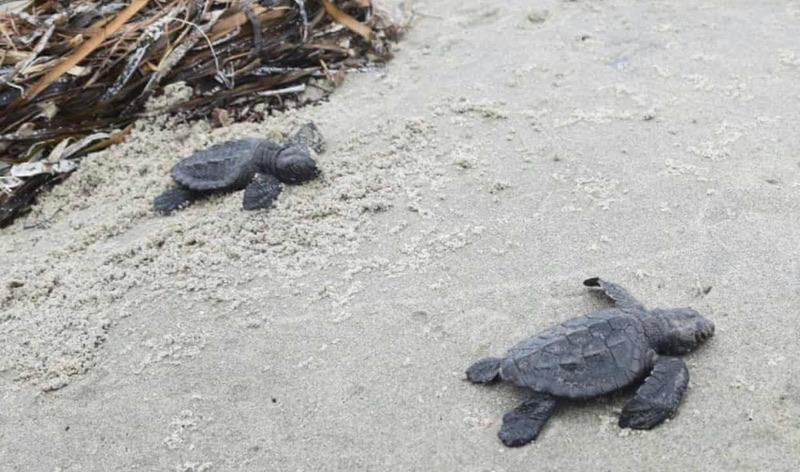 Restore or Retreat tweet media