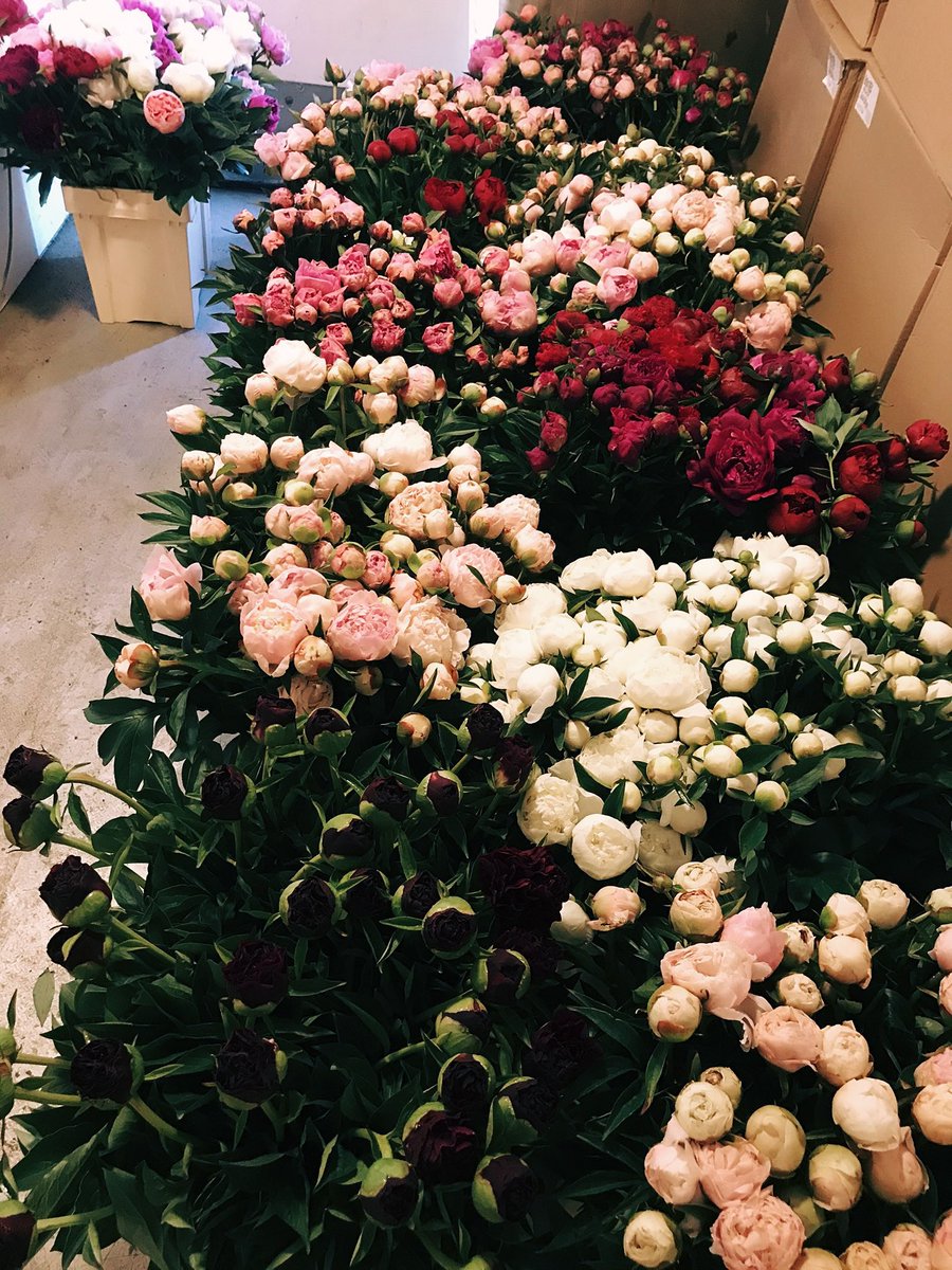 _skabarga's tweet photo. Peoniju andele Nr.2 RĪT 11.06 plkst. 14:00 🌸🫶🏻 
Lokācija nemainīga, “Granstkalni”, Katlakalns, Ķekavas nov.
Cena 1€gab. 
Plāns uz kādām 2-3h, līdz ar to, ja plāno braukt ap četriem, var mēģināt mani sazvanīt uz 26280007 lai pārliecinātos, ka ir vēl ko iegādāties. https://t.co/U7ALJKrmCh
