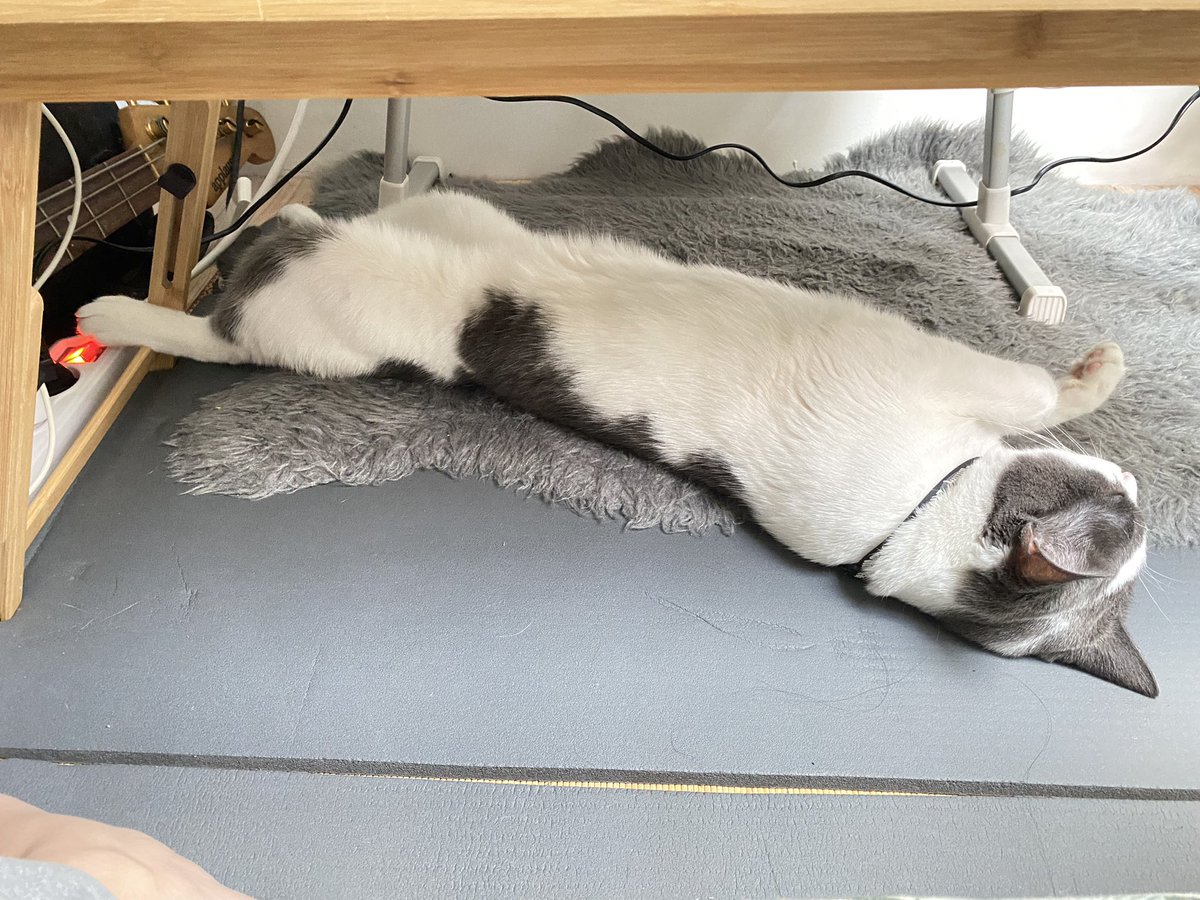 guaguacowcat's tweet photo. Trying hard to find the best position to cool down my heavy furry coat 😮💨🥵
|
|
|
#catsleeping #sleeping #cat #summer #Caturday #catsbehavior https://t.co/BLzWn3uSqq