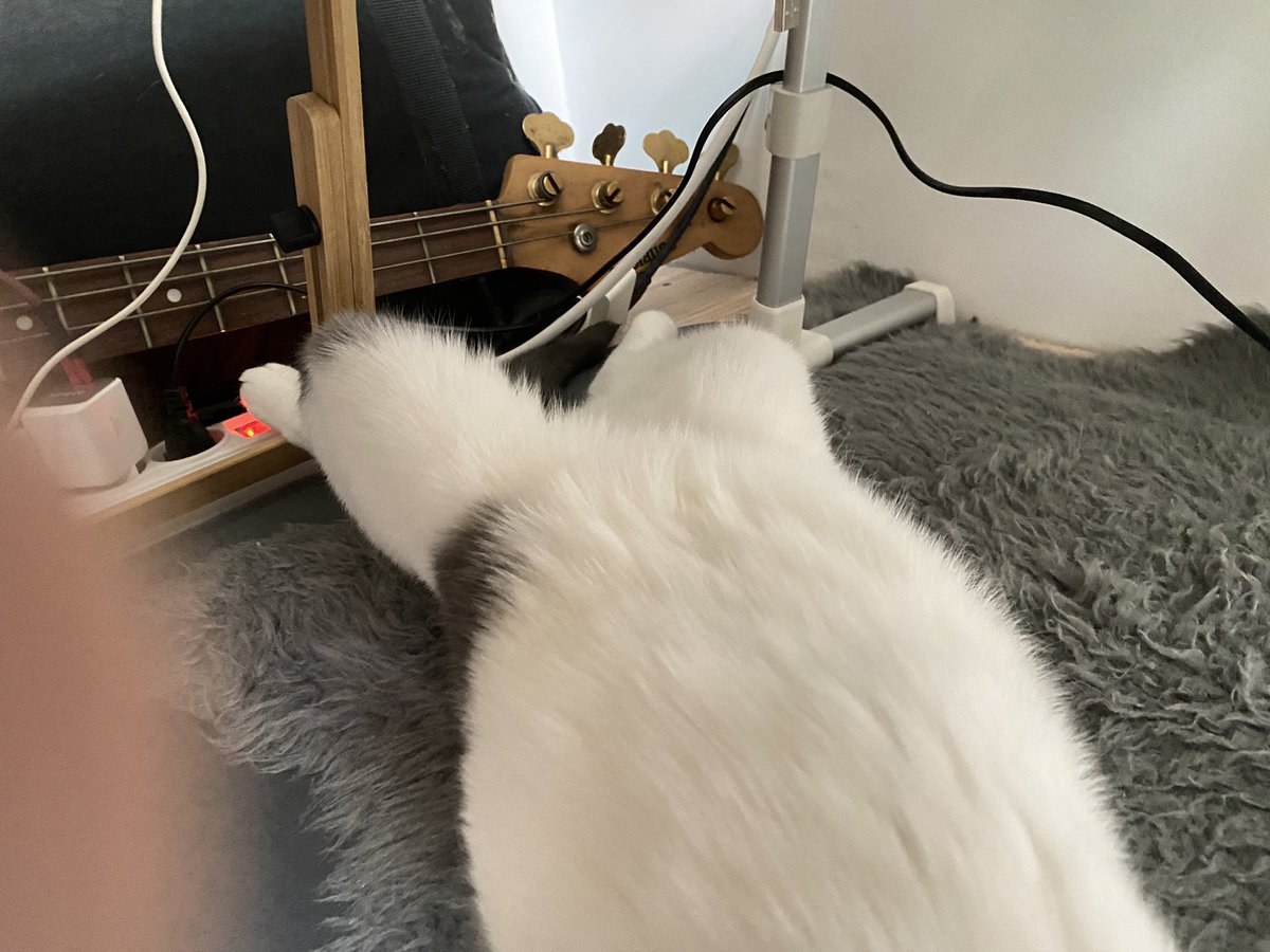 guaguacowcat's tweet photo. Trying hard to find the best position to cool down my heavy furry coat 😮💨🥵
|
|
|
#catsleeping #sleeping #cat #summer #Caturday #catsbehavior https://t.co/BLzWn3uSqq