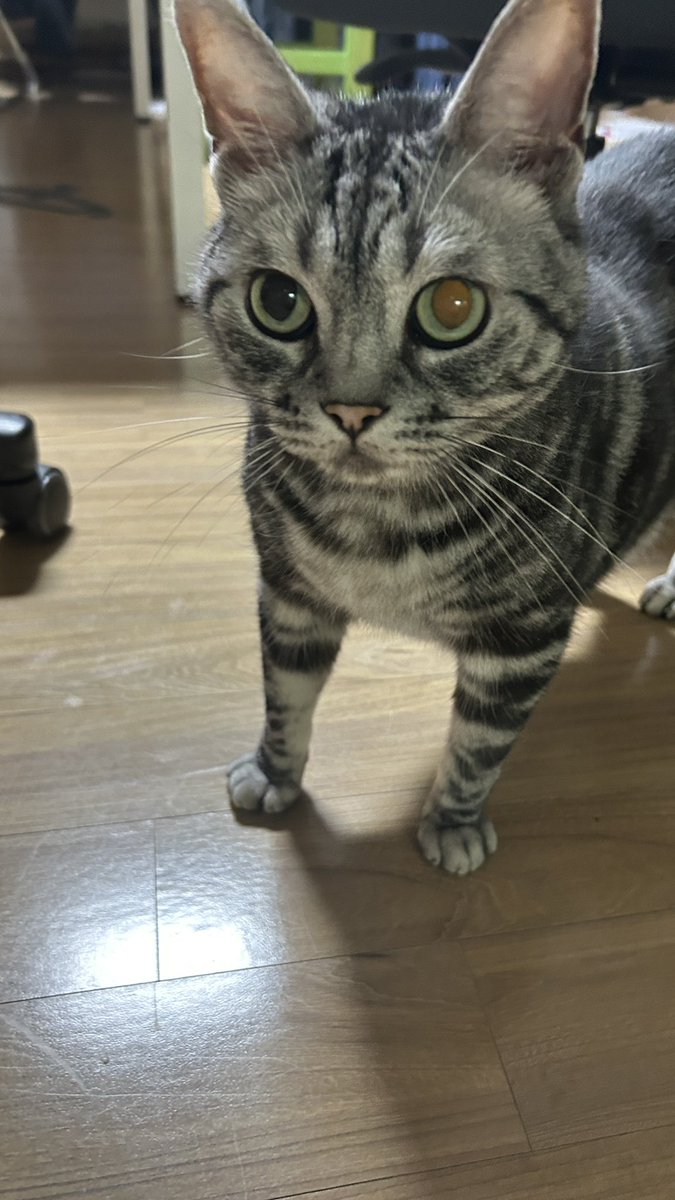 <a href="/bong_gu_0329/">회색의봉구🐈‍⬛</a> 안이요...(쮸굴