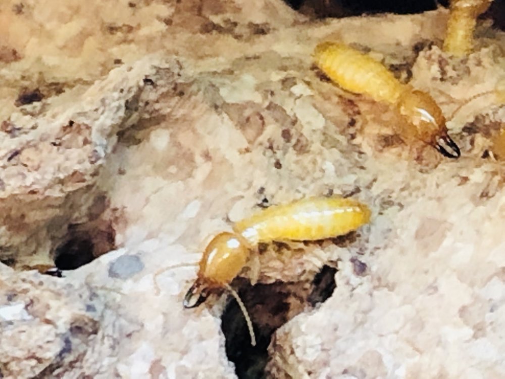 FrontinoPest's tweet photo. Termites. 
Most of Arizona sits on top of one of the most active subterranean termite belts in the entire country. 
Visit Termites https://t.co/yQ3HVaAMI7 https://t.co/UpwAHfY9eP