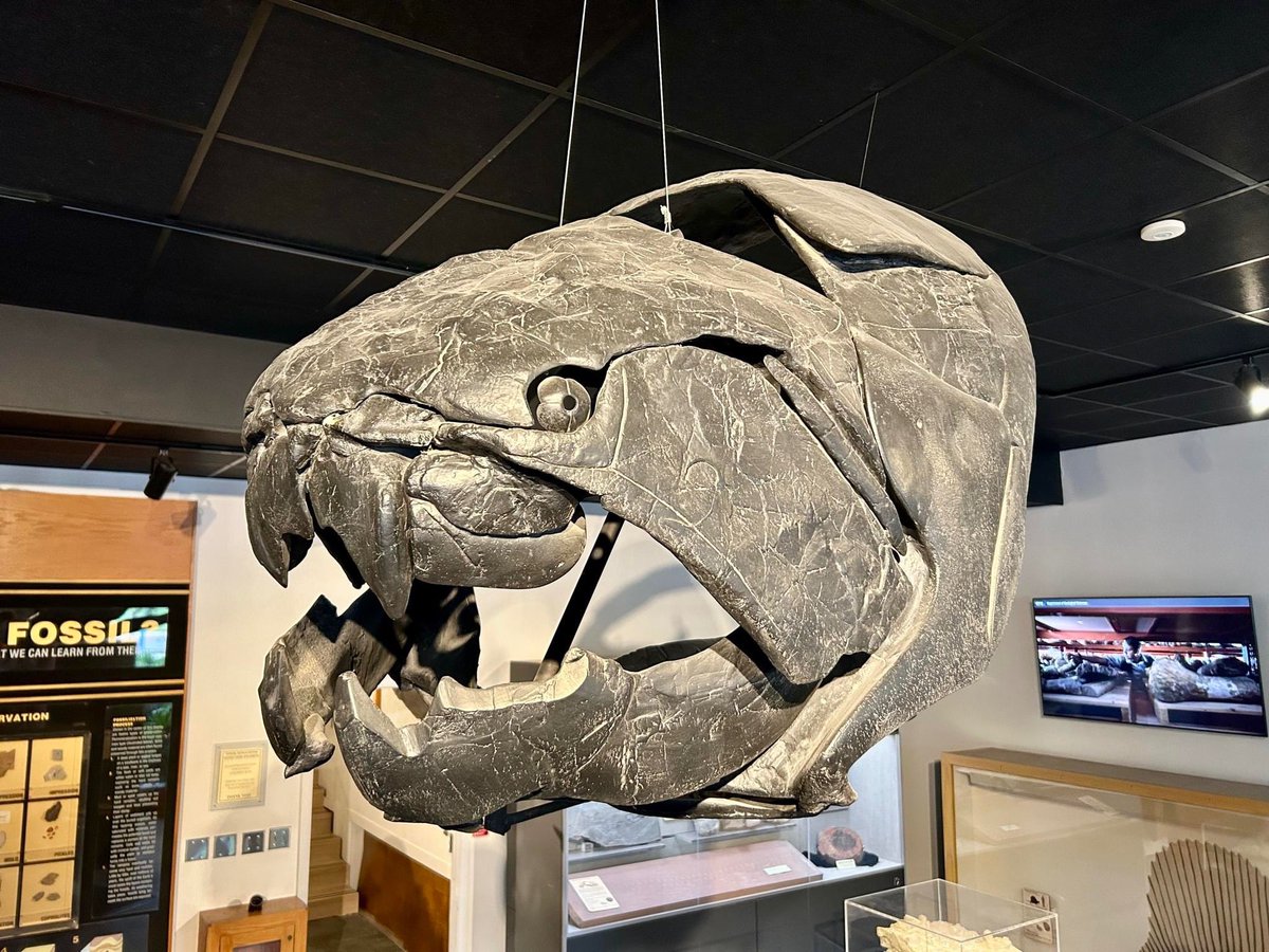 JeremyBRoberts's tweet image. This is what greets you at @BYU’s Museum of Paleontology. The fished lived 370 million years ago and was 12 feet long. Dunkleosteus was amazing fish. If you’re ever in Provo, I highly recommend stopping by.