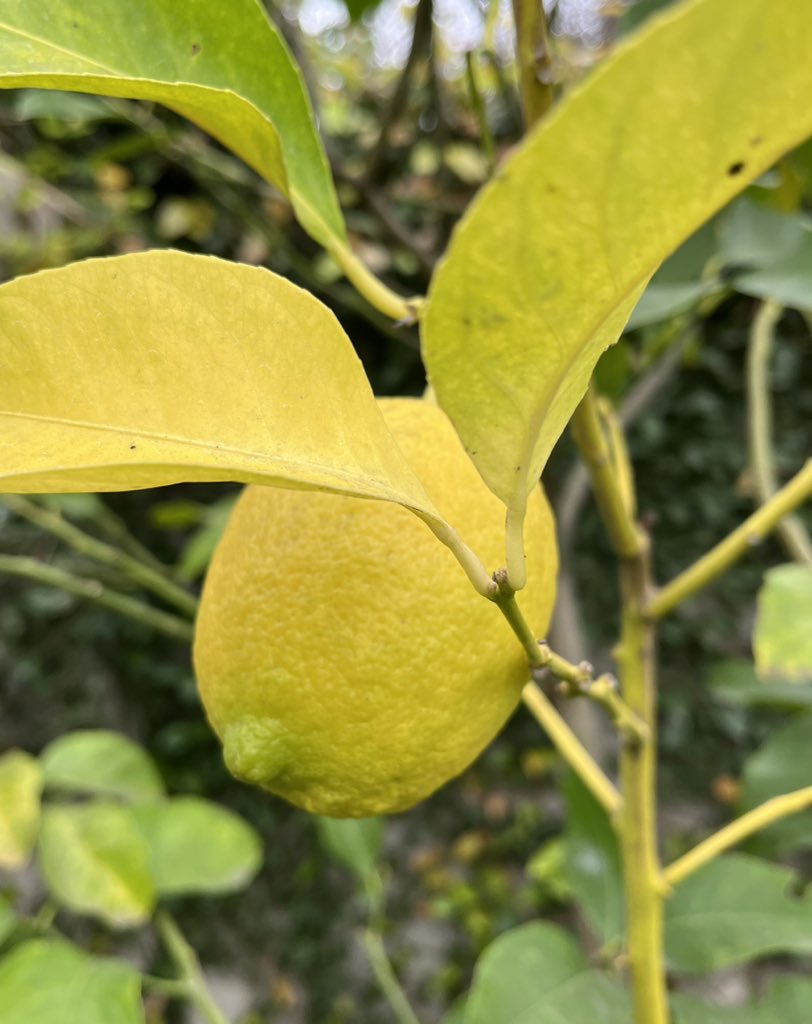 LloredaLau's tweet photo. Los limoncitos de @Lula_fra 
🍋💛 https://t.co/nt7t0IvB0c