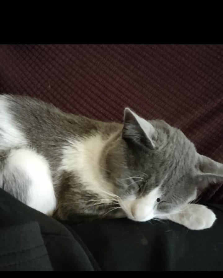 JuntasAuxPue's tweet image. #LineaCiudadana ||
¿Alguien ha visto a un lindo gatito?
Se perdió el 7 de junio responde al nombre de #Bodoque en la calle Zaragoza.
Cualquier información 2214400819
@IBAGobPue @RescateAnimal