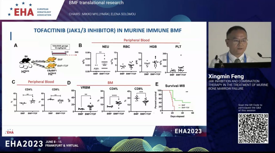 emmamgroarke's tweet image. Our @nih_nhlbi scientist Xingmin Feng presented an extension of our work using Ruxolitinib in our immune #BMFsm 🐭 model. Low Rux / CSA was effective in rescuing BMF. Baricitinib and Tofacitinib were less effective than full dose Rux. Clinical trial for Rux coming soon! #EHA2023