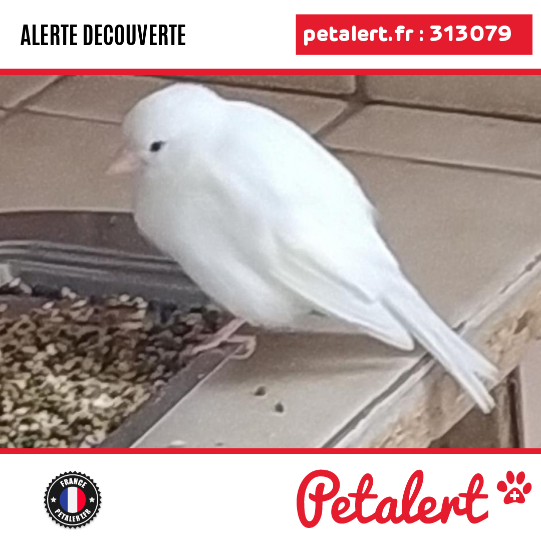 Trouvé #Oiseau #Marne #Reims #Petalert  #PetAlert51 / p3t.co/UVMsa