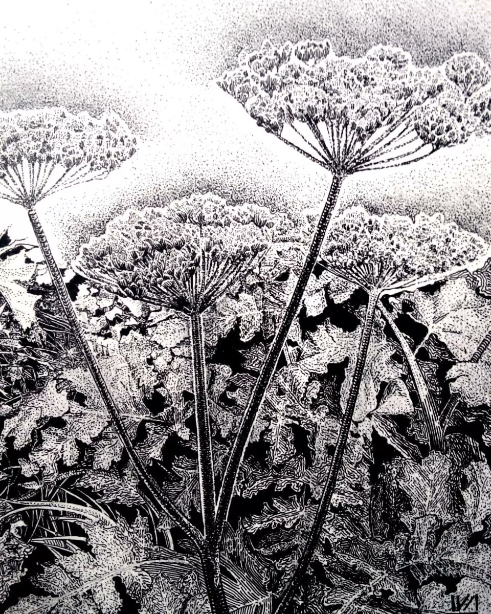 ShmelevaIvanna's tweet image. Heracleum, ink on paper.
#inkonpaper #plant #heracleum #drawing #art #artgallery #artist #flower #inkandpan #arts #inkdrawing #twitter