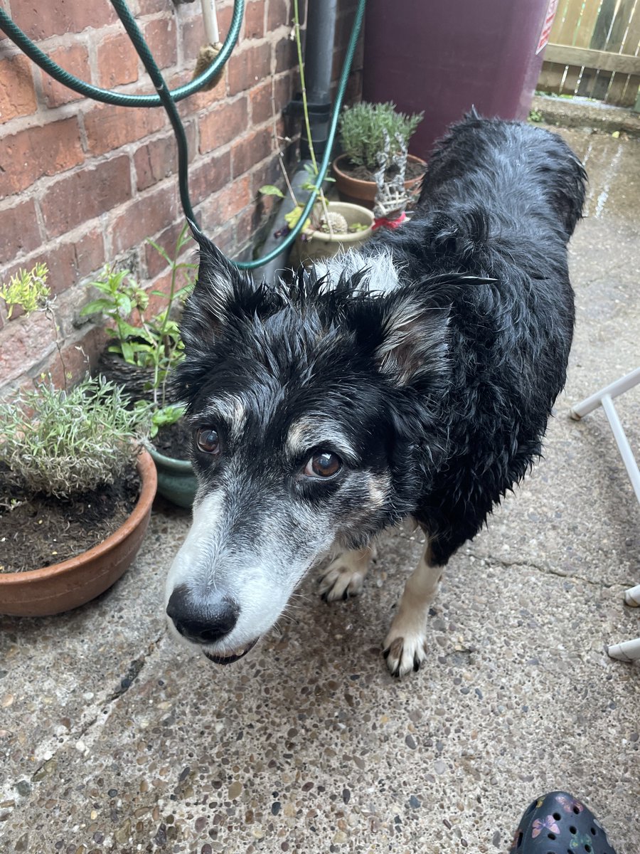 happy_dales's tweet photo. No walks for Jack, but he has had a shampoo and rinse! #AdoptDontShop #toohotfordogs https://t.co/prxqK29bL0