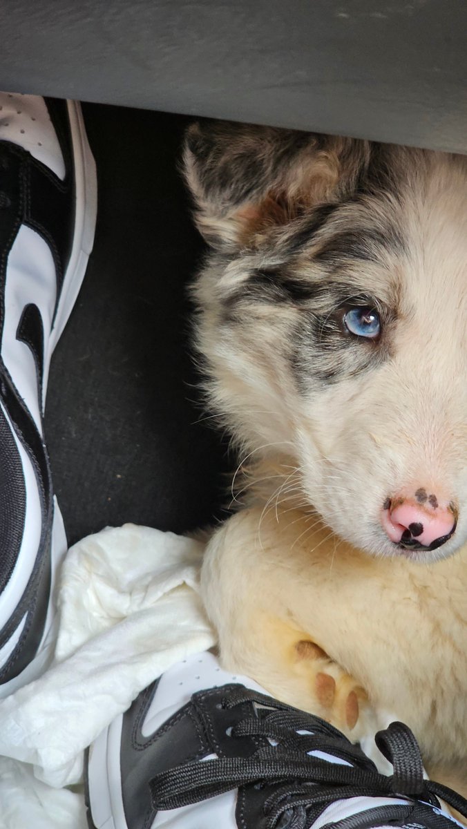 iván garzón tweet media