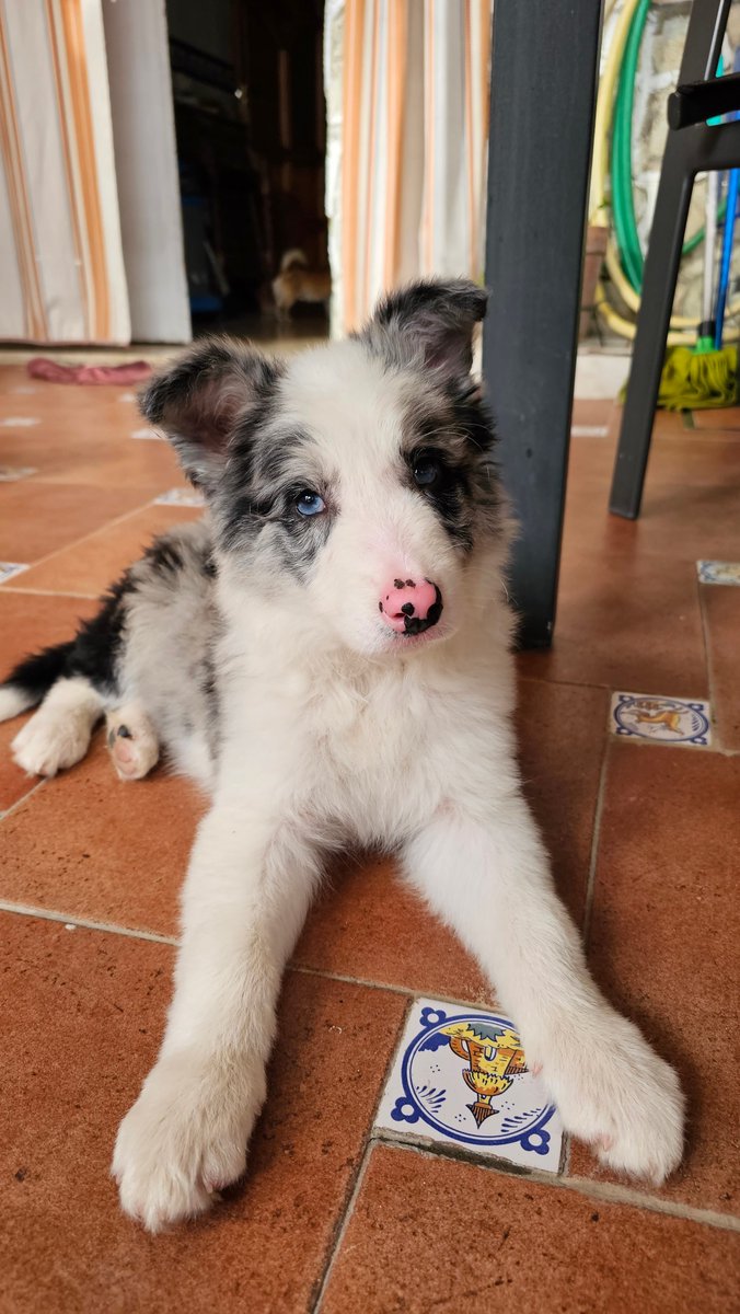 iván garzón tweet media