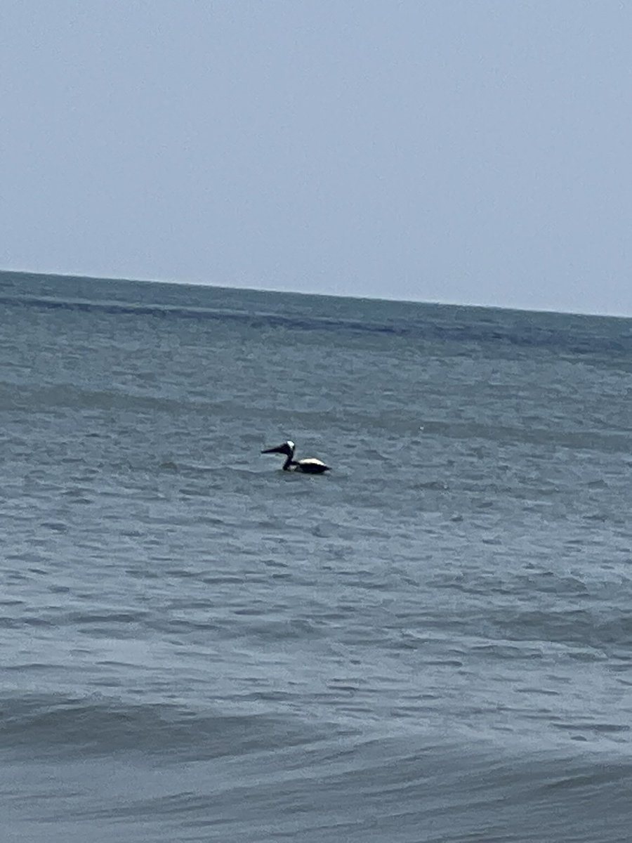 katrix110's tweet photo. @hankgreen the package for you will be mailed on Tuesday!
In the meantime, please enjoy this pelican fishing on the Delaware shore! https://t.co/srAHTmPjyq