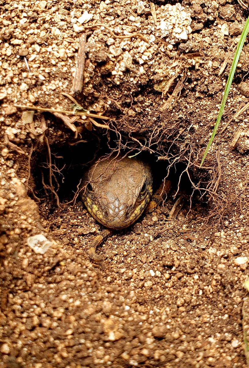 NativeStew's tweet photo. Curly Tail Lizard in a Burrow. Nassau, Bahamas.
(c)A. Derek Catalano - Samsung Galaxy S9+
#NativeStewImages #Nassau #Bahamas #lizard #reptile #cold_blooded #burrow #heat #soil #earth #ground #photography #Samsung https://t.co/1cEUbehTaL