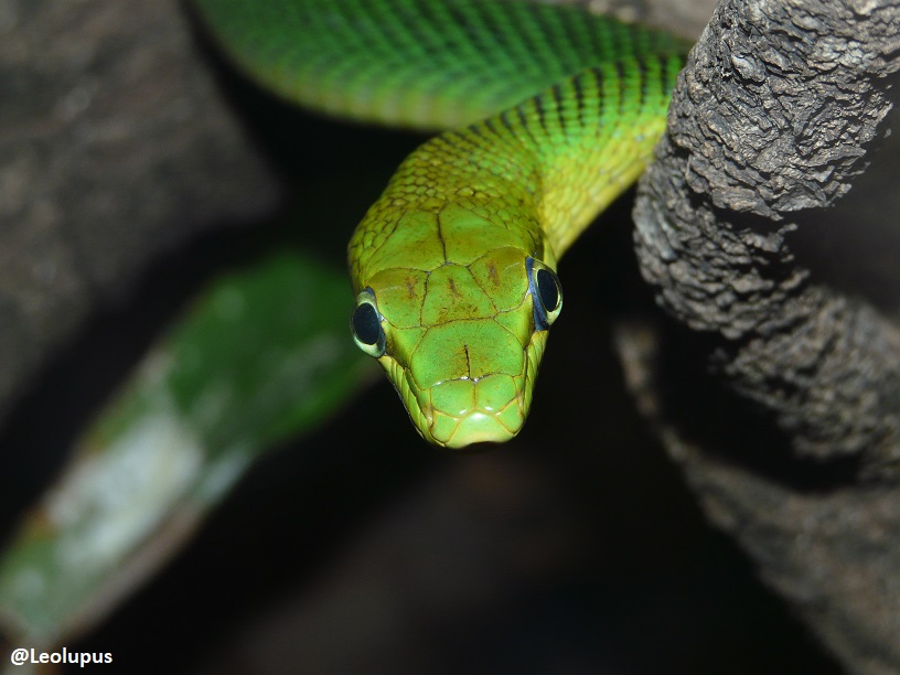 Leolupus's tweet photo. #SnakySaturday The red-tailed racer, native to southeast Asia. Isn't he beautiful? :)
#snakes #reptiles #animals #wildlife https://t.co/nDzZkPjqZd