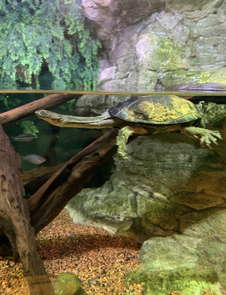 MiaLiu89's tweet photo. New Jersey Aquarium 
Entering the door feels not big, finally found two hours did not finish shopping, impressed is to see the penguin feeding, a variety of frogs, many sharks #NewJerseyAquarium #WeekendWhereToGo https://t.co/J40b9hmzbH