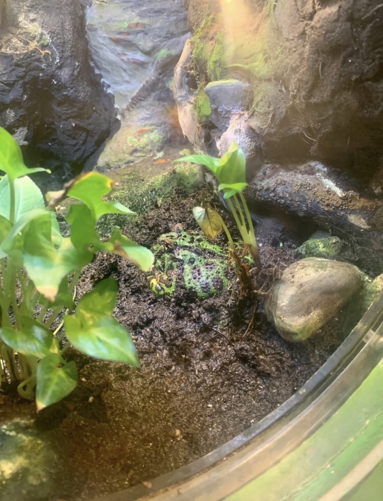 MiaLiu89's tweet photo. New Jersey Aquarium 
Entering the door feels not big, finally found two hours did not finish shopping, impressed is to see the penguin feeding, a variety of frogs, many sharks #NewJerseyAquarium #WeekendWhereToGo https://t.co/J40b9hmzbH