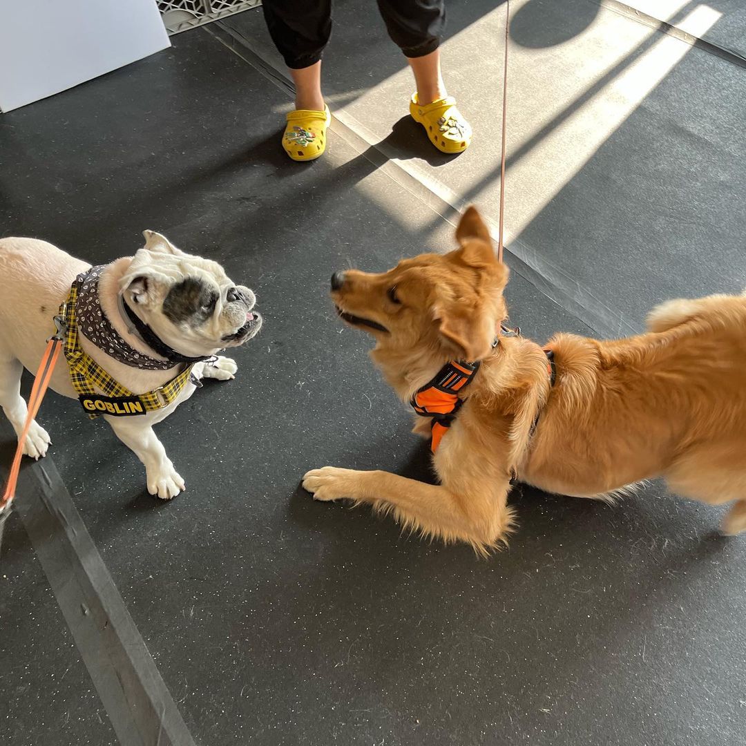 MiLonZayan's tweet photo. Good Day!
#SaturdayMood
#PresidentialRecordsAct
#PetsJerry #Dog #Pet #Cat #BullDog https://t.co/0Tk3NsrEo2