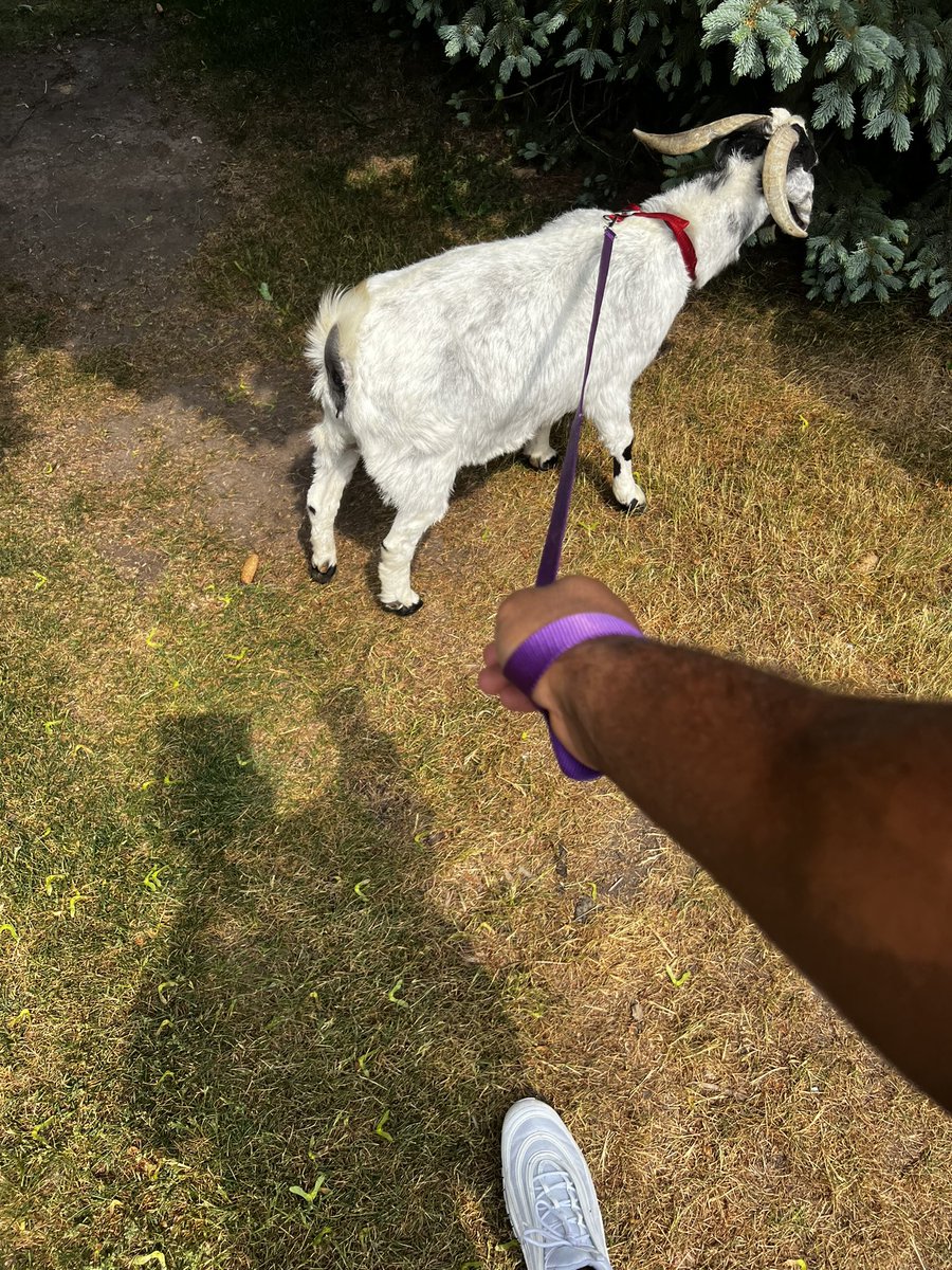 ajdillon7's tweet photo. This is a first! Goat Parade !! https://t.co/bWxP67ZOMl