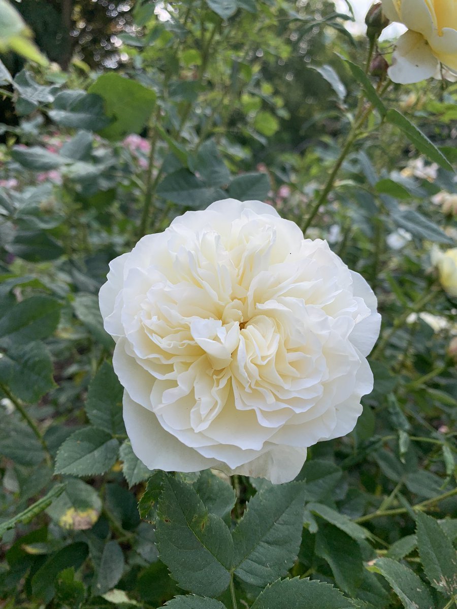 Helen Matthew ⛰🥾🏕🏑🏃‍♀️🚴‍♀️🏋🏼‍♀️ tweet media