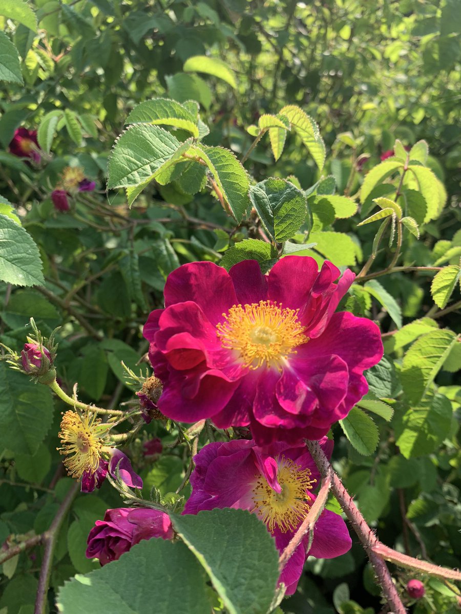 Helen Matthew ⛰🥾🏕🏑🏃‍♀️🚴‍♀️🏋🏼‍♀️ tweet media