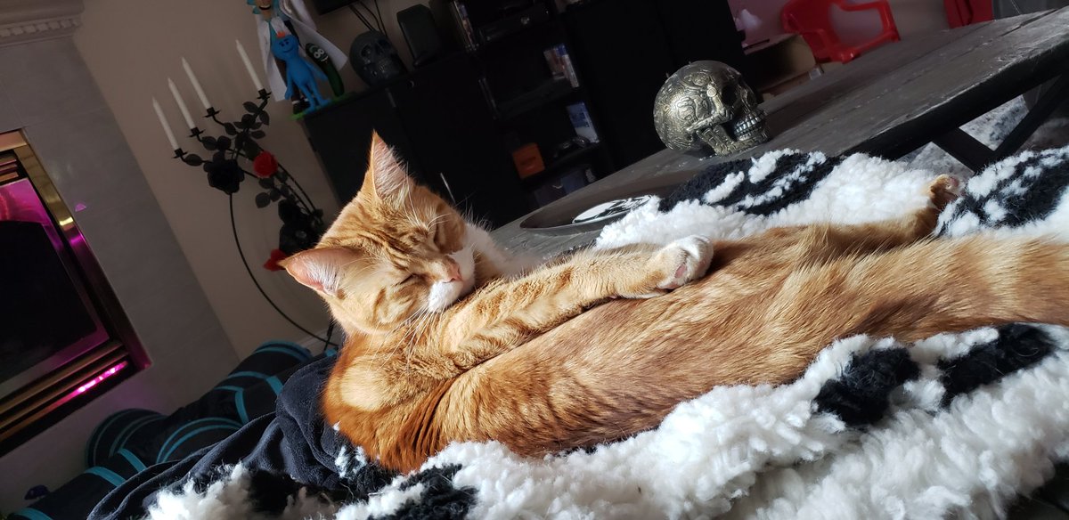 NicoletteFuller's tweet image. It's #Caturday! Hobbes is being a diva, while Zeus just wants all the pets.