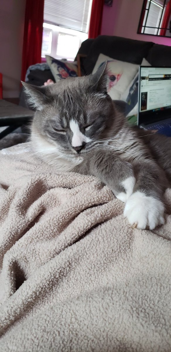 NicoletteFuller's tweet image. It's #Caturday! Hobbes is being a diva, while Zeus just wants all the pets.