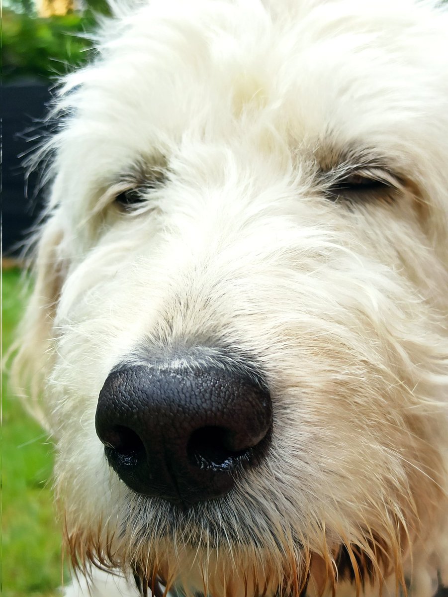 BellatheBounty1's tweet photo. Yeah, HuBFF, you can #boopmynose again. And again. And again... ๐ Anyone else up for a boop?
#boopablesnoot https://t.co/kPowUK1yIo
