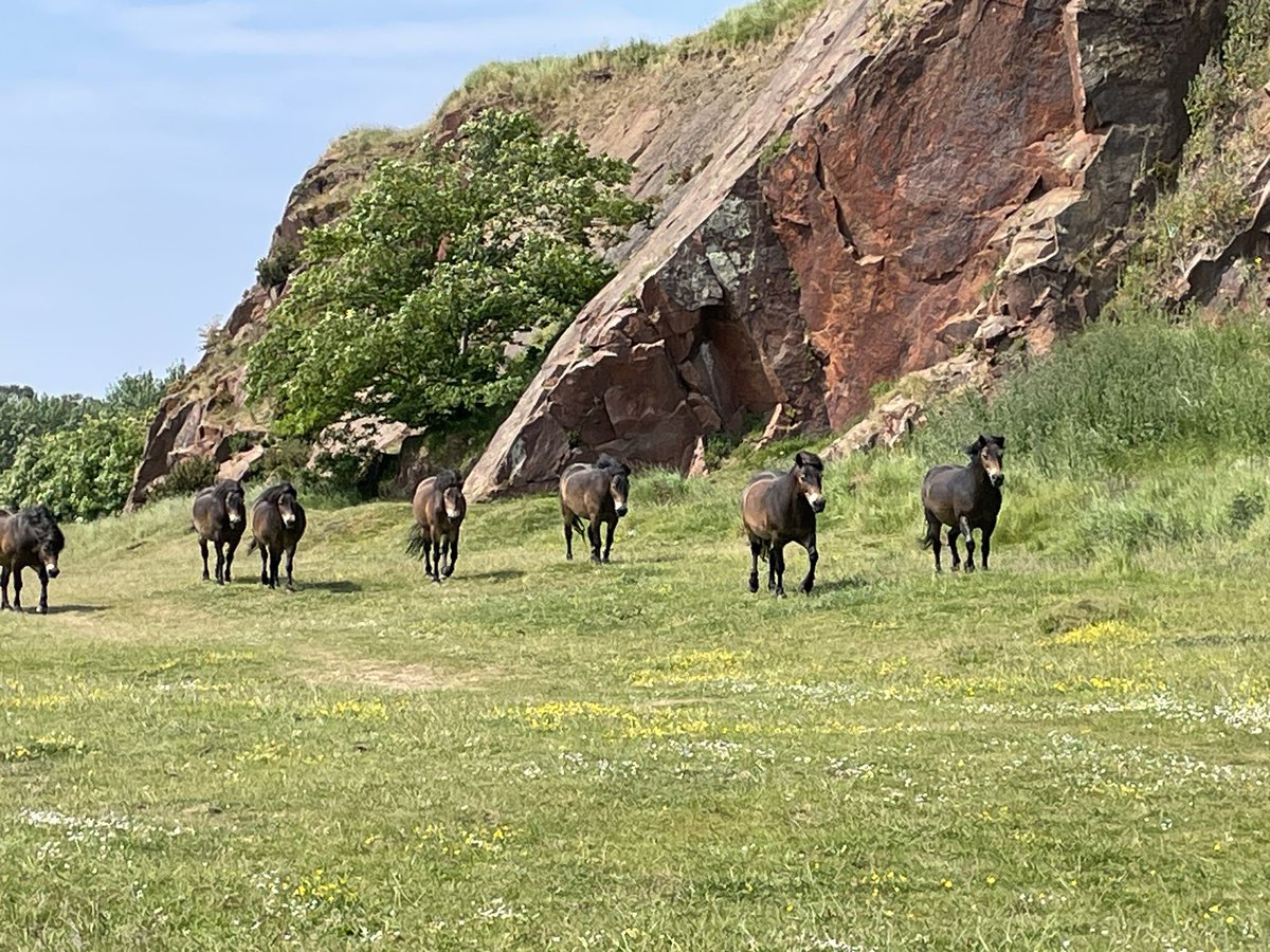 It’s been a beautiful day for a stroll and to visit the Exmoor pony herd at North Berwick Law. #exmoorponies #northberwick @visitnorthberw1 @eastlothianlife