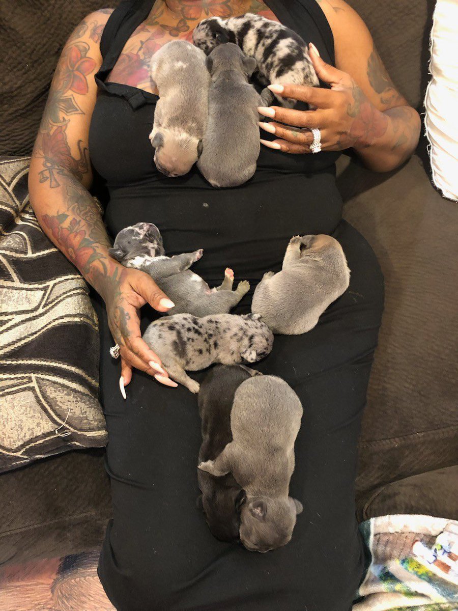 HumbleRuthless1's tweet photo. My folks have 2 new litters of #Frenchies that’ll be available soon in East Atlanta. Some were born this morning and there’s a litter that just hit 3 weeks that’ll be available in another 5 weeks! #Merles are $3500 and non Merles are $2500 https://t.co/8fN3gU1GE5