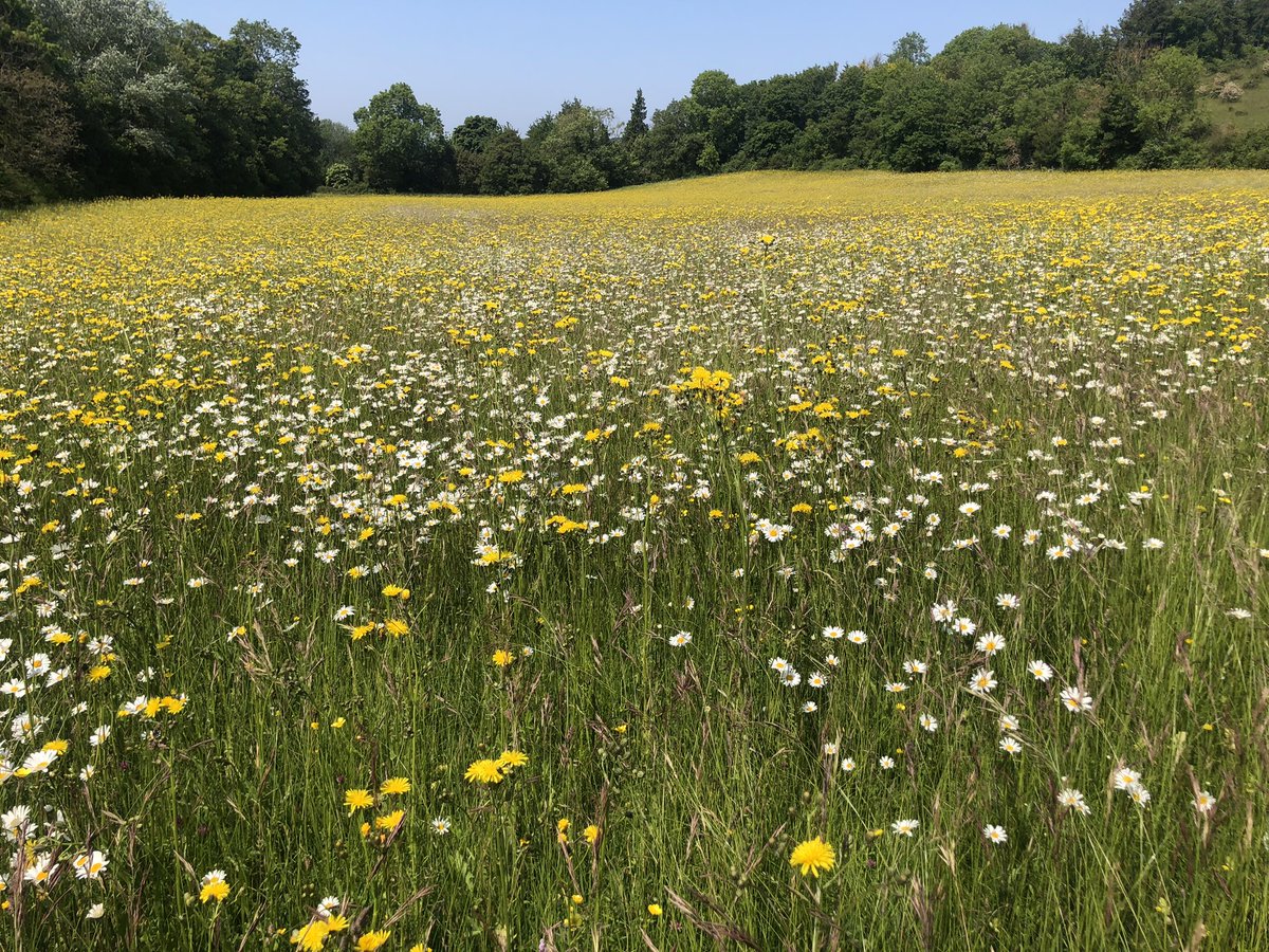 Downygrazers's tweet photo. The Hay Meadow at Park Ham with the wow factor 🤩a beautiful reserve in Chaldon. Grazed by our sheep post cutting. Managed by @SurreyWT #partnershipwork #nature https://t.co/f6m6p2tekh
