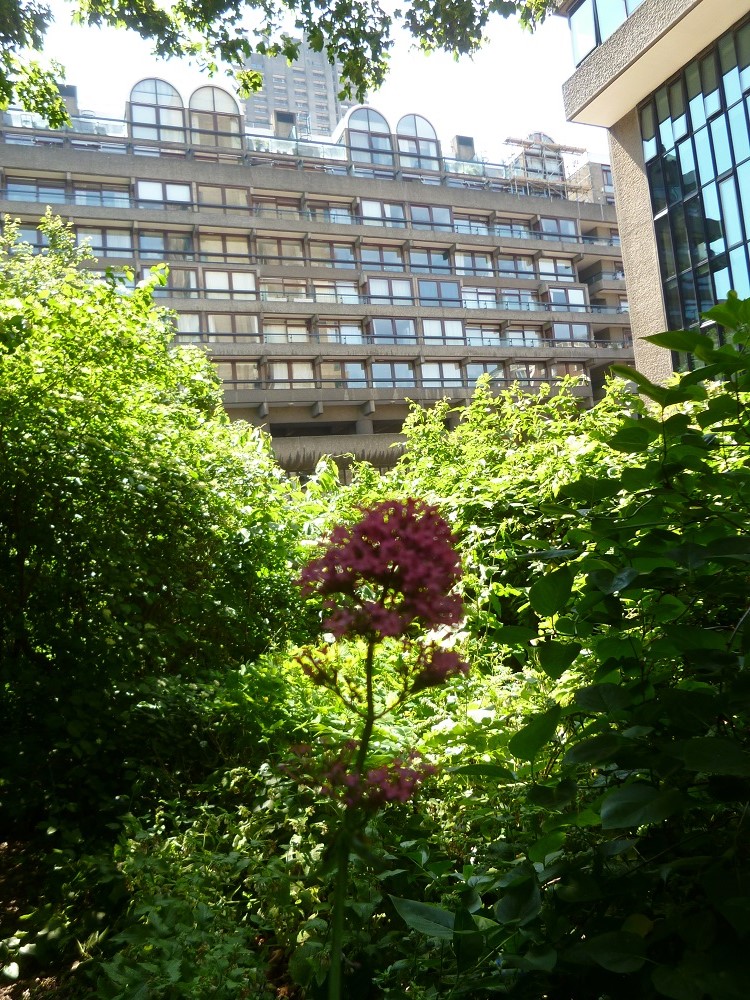 CommGdnsLondon's tweet photo. Love the contrast of wild greenery with brutalist architecture @BarbicanWLG @LDNGardensTrust #LOG23 #LondonOpenGardens https://t.co/EkONRL1Qpq
