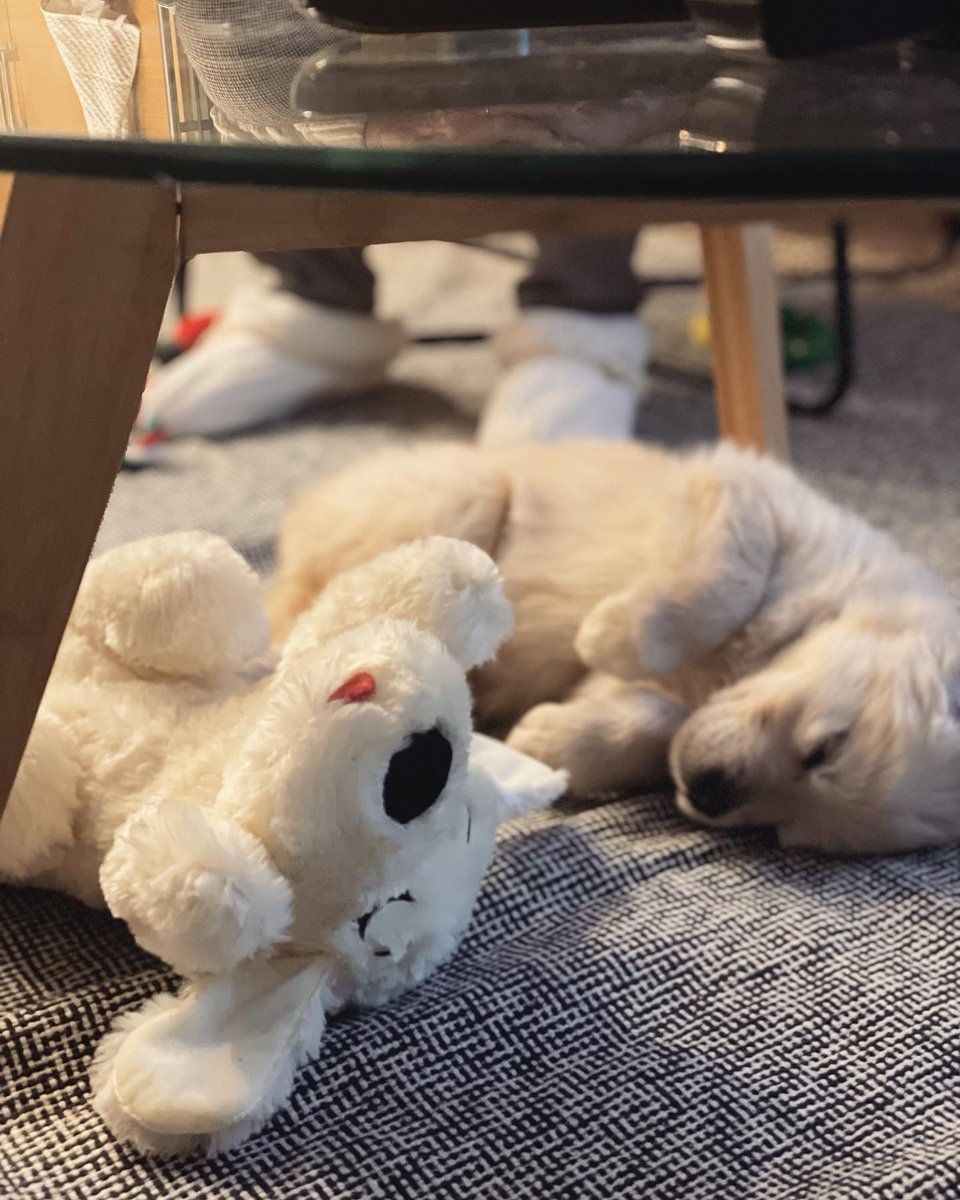 You never lose when you snooze. 💤

 📷 @abbybaby.jpg 

#cuddlebuddy #snugglepuppy #puppy #puppyoftheday #puppiesofinstagram #goldenretriever #goldenretrieversofinstagram