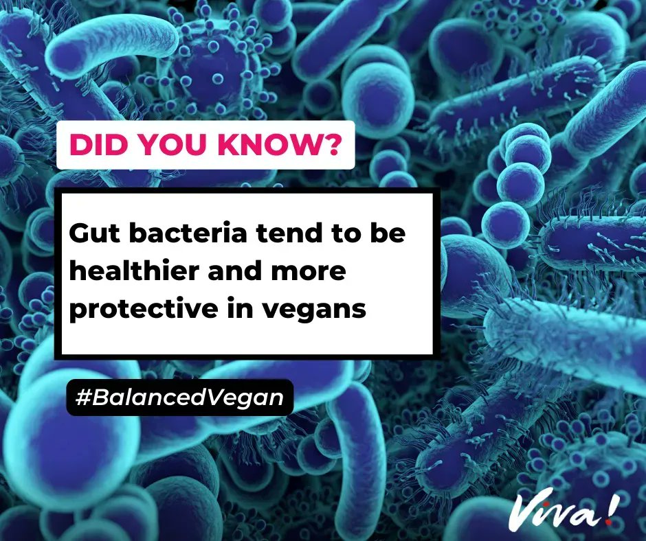 Gut bacteria tend to be healthier and more protective in vegans while meat-eaters have the most harmful bacteria, encouraging inflammation and producing toxins. We are only just discovering how important this is! #gutbacteria #microbiome

➡️ Read more : viva.org.uk/health/balance…