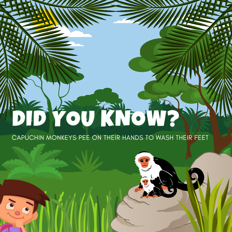 bumps_bottom's tweet photo. DID YOU KNOW? 

Capuchin Monkeys pee on their hands to wash their feet!😂Gross!

#BottomBumps #EddieAndTheBumps #Capuchin #Fact #Rhyming #FactsforKids #InterestingFact #MobileGame https://t.co/Dj9xsiXy25