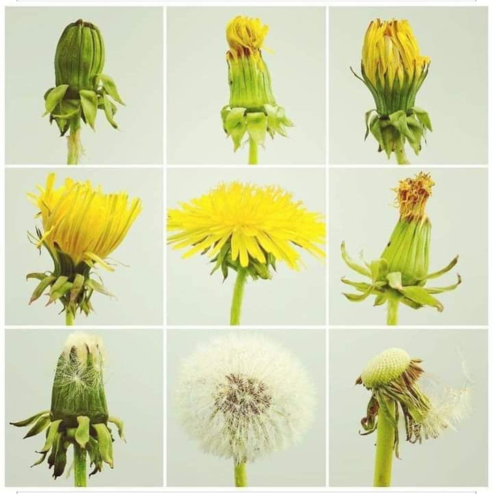 pierpi13's tweet photo. La leggenda dice che Dio ho sparso i fiori sulla terra e ha detto loro : "scegliete il colore che volete avere."
Il tarassaco ha guardato il sole e ha pensato "vorrei essere come lui."
Poi e' arrivata la notte, ha visto la luna e ha pensato "mi piacerebbe essere come lei."
Quando poi ha visto le stelle, ha pensato "che belle, voglio essere come loro."
Per tutte queste ragioni il fiore di tarassaco prima e' giallo come il sole,
poi diventa bianco e rotondo come la luna e quando soffi vedi tutte le sue stelle che volano.