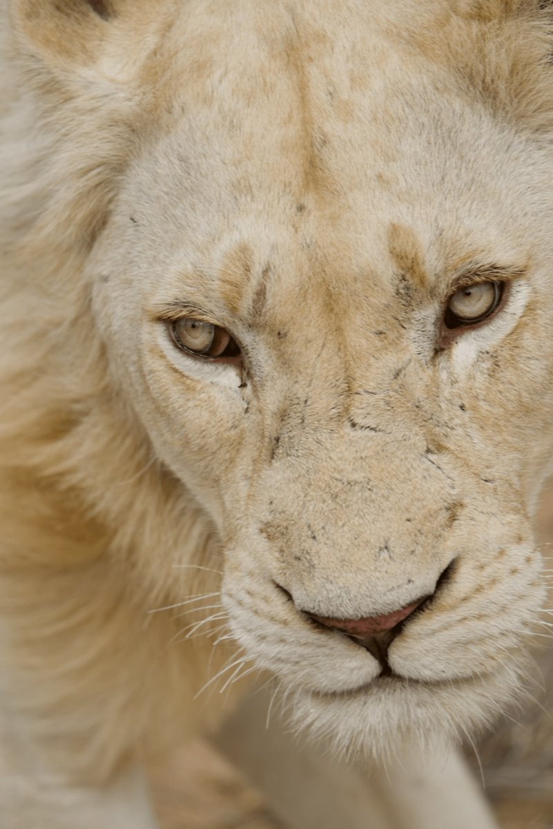 We ❤️ this portrait of the white male lion. Thanks for sharing Eiko Hariu!

Discover WILDwatch 👉 go.andbeyond.com/3Ao0uYl

📷: Eiko Hariu
📍: andBeyond Ngala
🌍: South Africa

#seewhatliesbeyond #andbeyondtravel #andbeyondsightings #WILDwatch #andbeyondsafari #andbeyondngala
