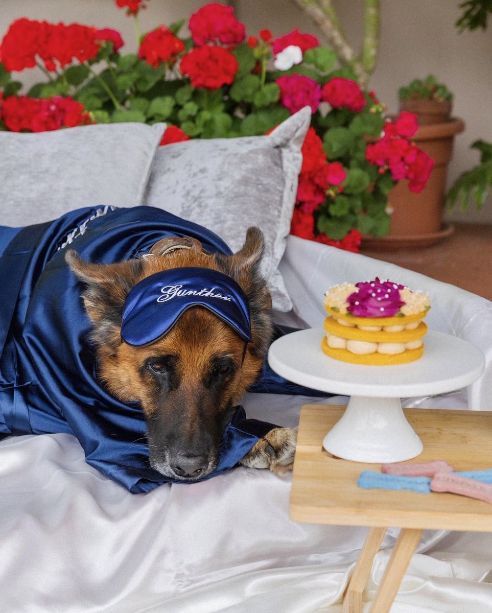 Gunther I The Richest Dog in the World tweet media