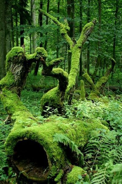 theavalonians's tweet photo. Next time you're alone in the forest &amp; an eerie silence descends; pay attention to the verdant moss on the trees. Some of what you think is moss might be one of the "moss people". Beware though, these creatures are part of changeling lore. They can also send &amp; cure sickness. https://t.co/kG8ya0SLSf